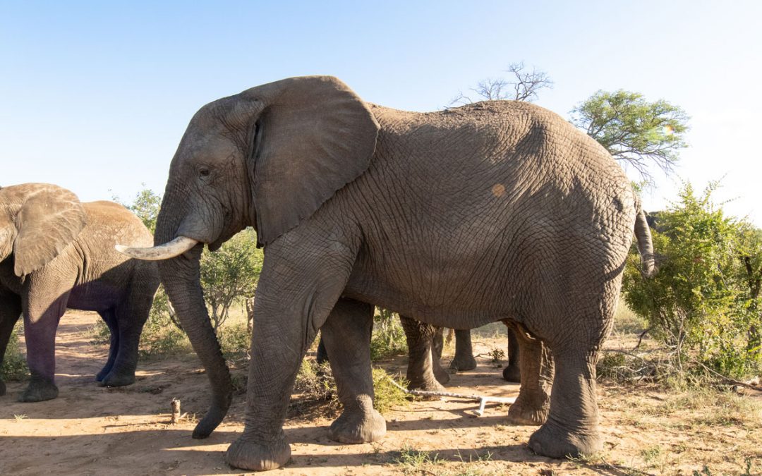 Sebakwe-dominant-elephant-bull-full-body-1-1080×675