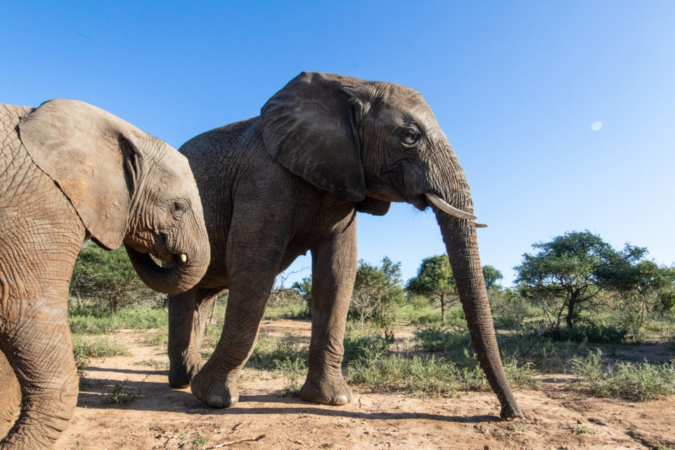 rsz_timisa_limpopo_1-960×640-1