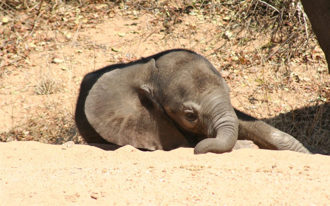 Limpopo-HERD-Young-11-1080×675