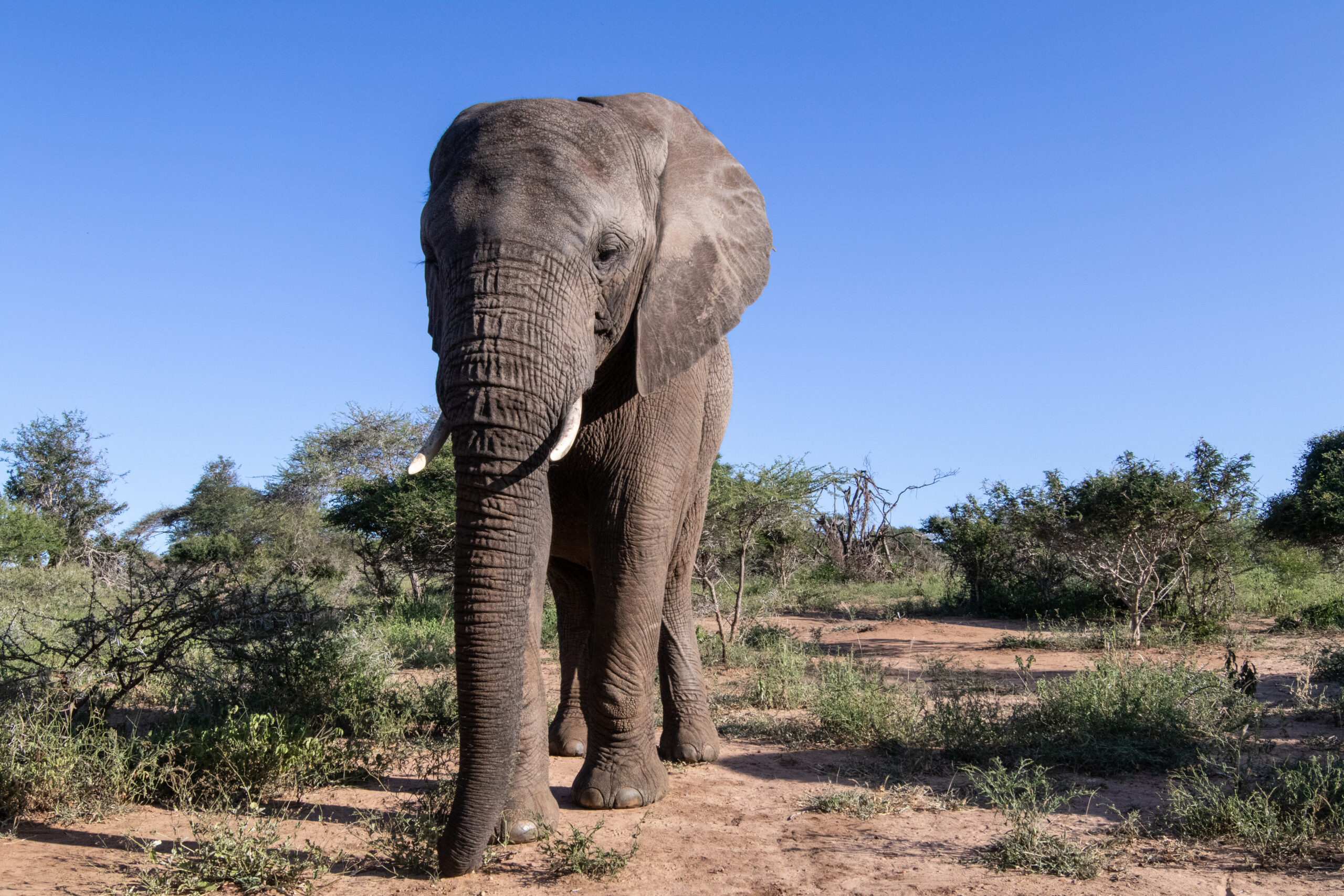 meet Limpopo