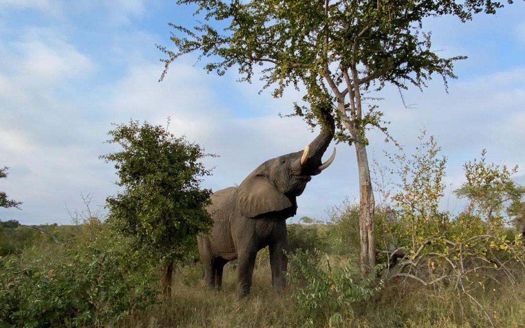 Sebakwe-dominant-elephant-bull-reaching-tree-1080×675