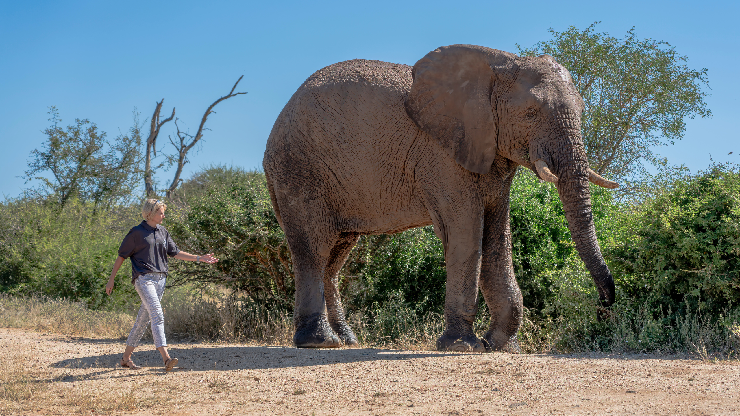 Elephant bull Fishan walking next to HERD founder Adine