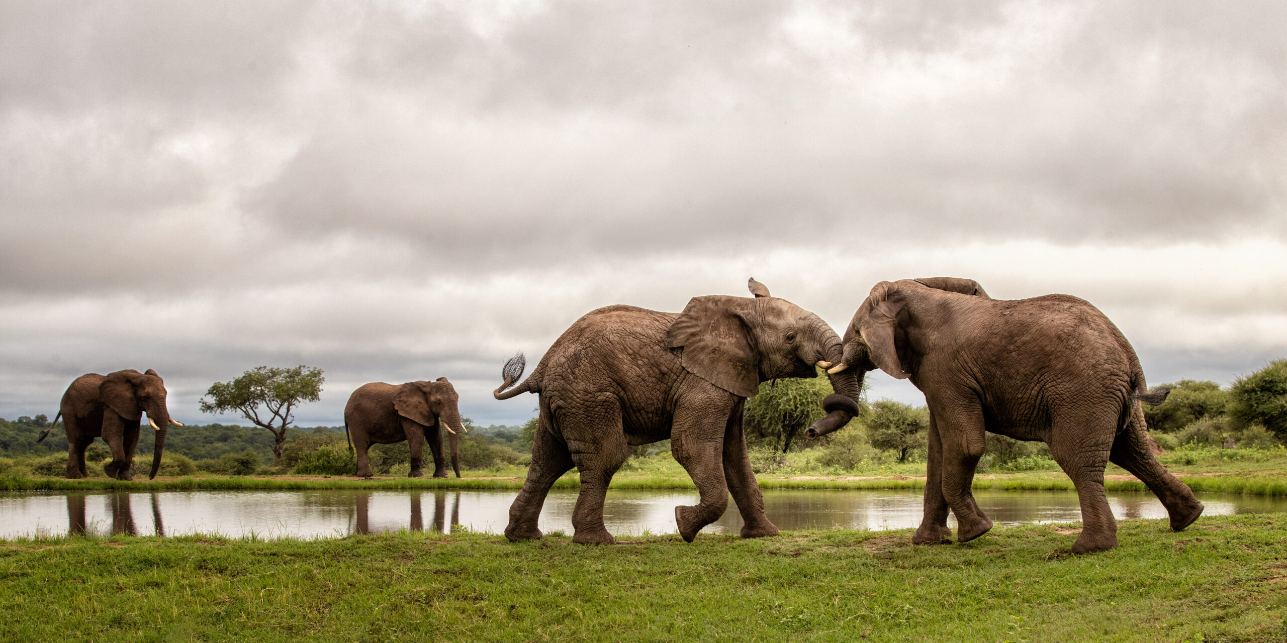 Mambo-Zindoga- Elephants_02 Marion Volborn Photographer