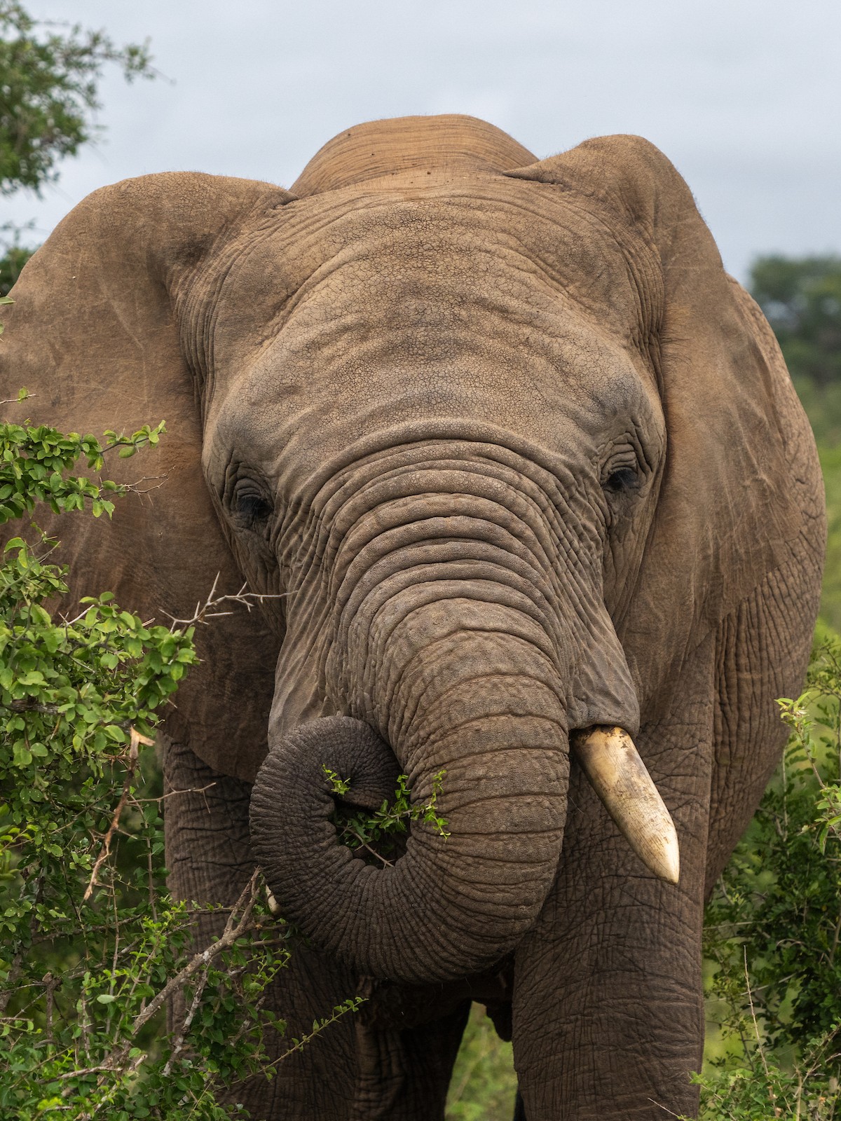 Jabulani 6