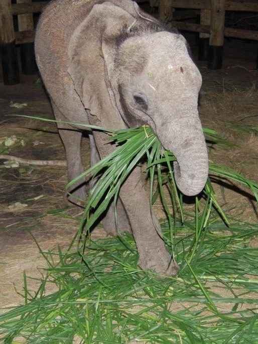 Kumbura Baby