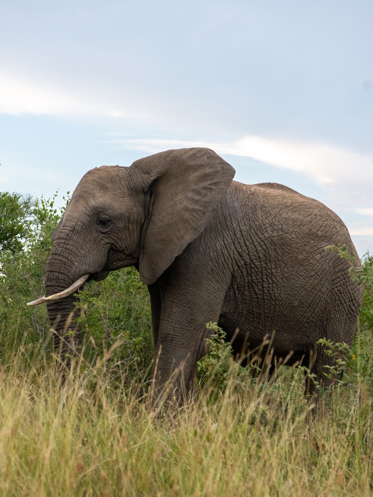 Limpopo 1