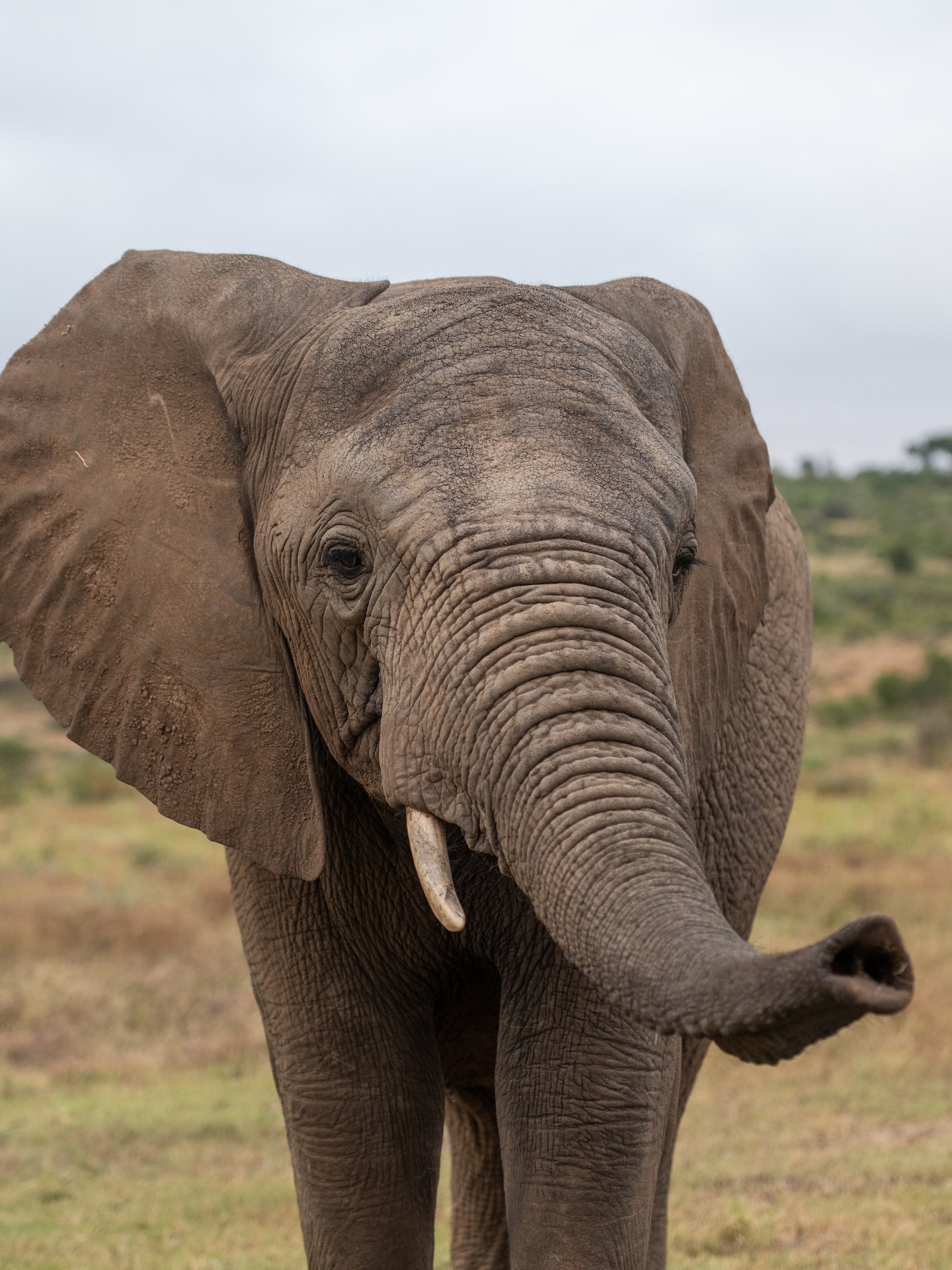 Limpopo 2
