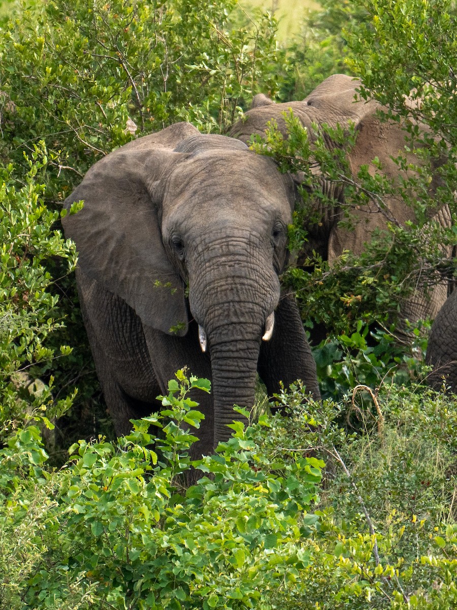Limpopo 3