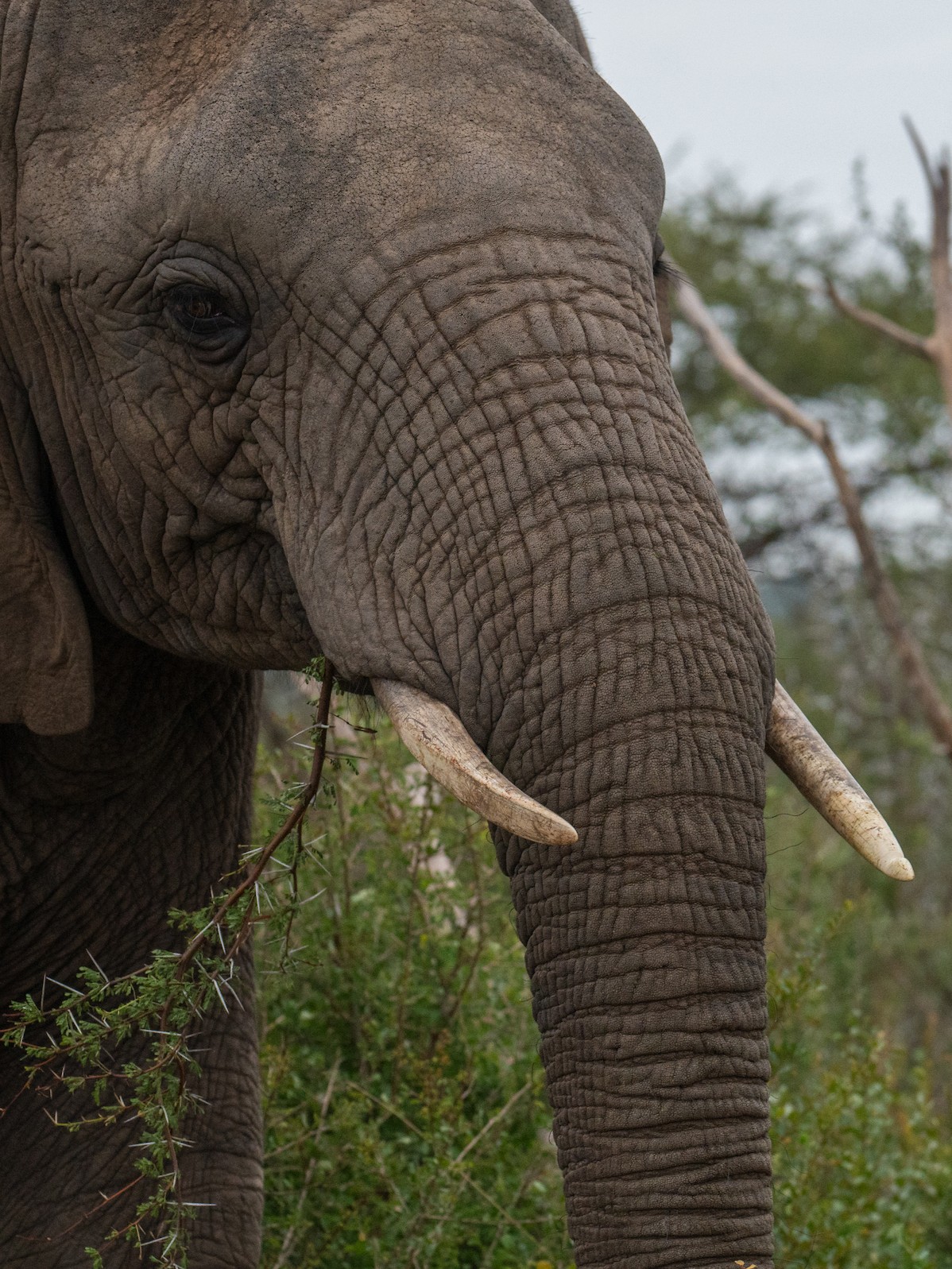 Limpopo 4