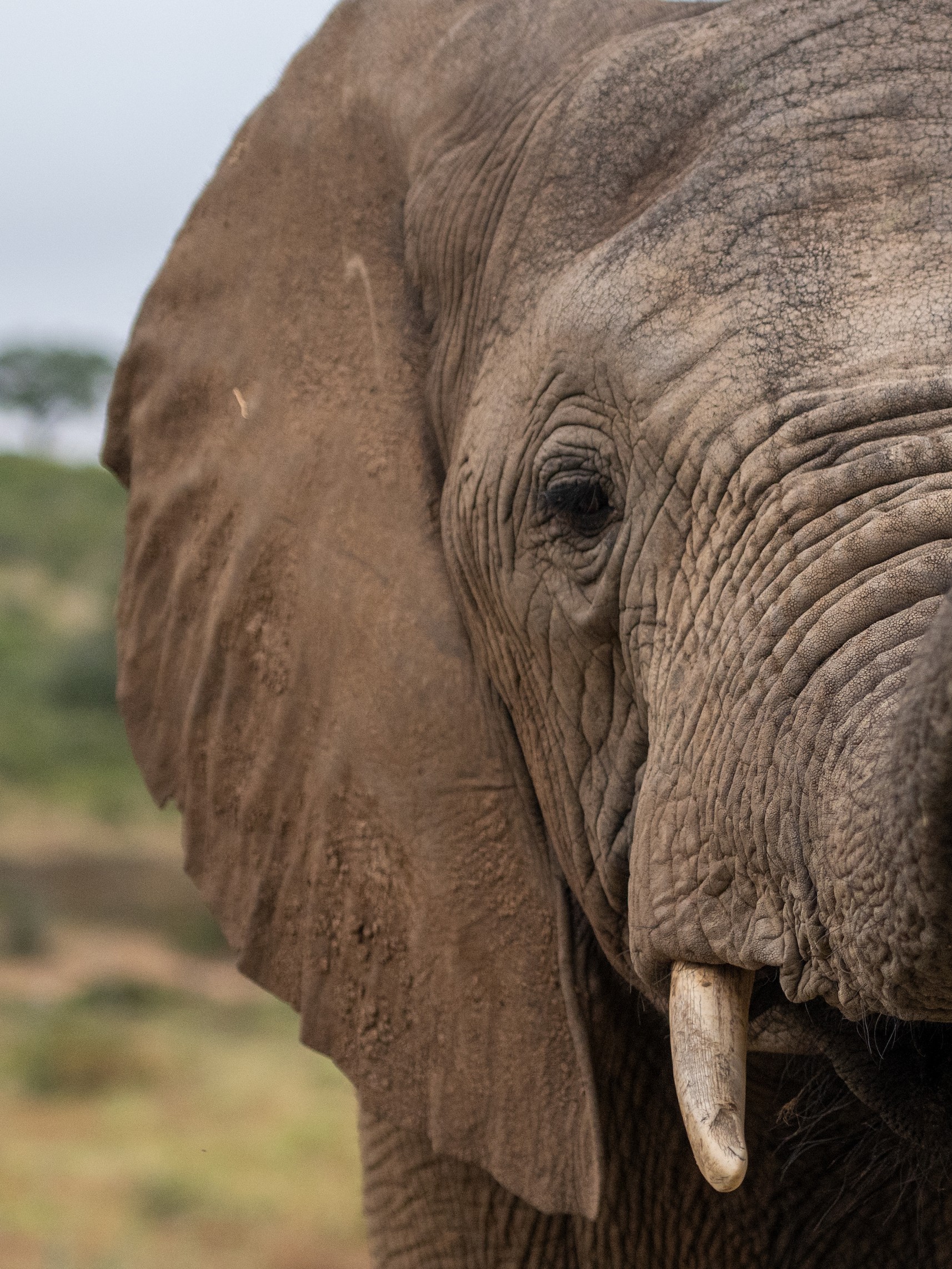 Limpopo 6