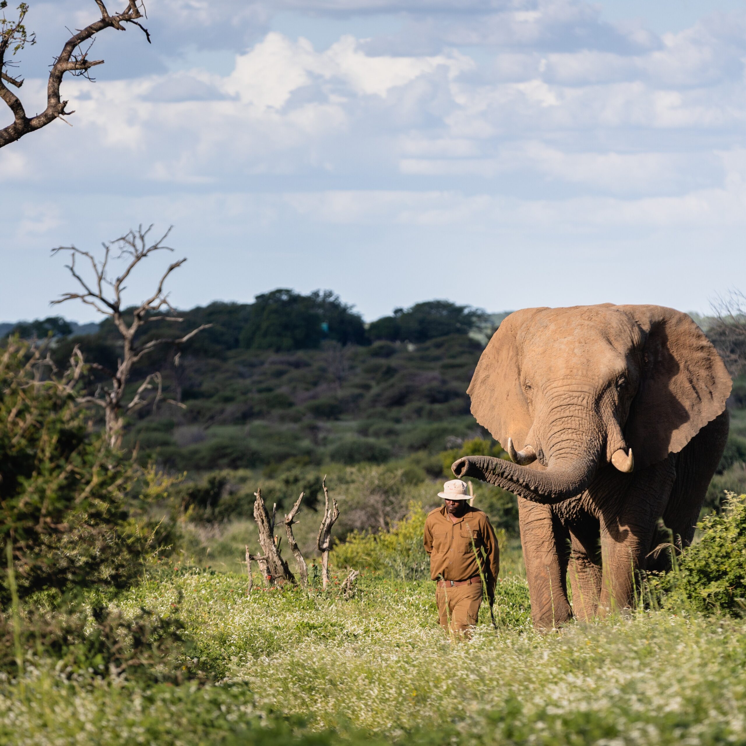 2002 Zimbabwe Herd