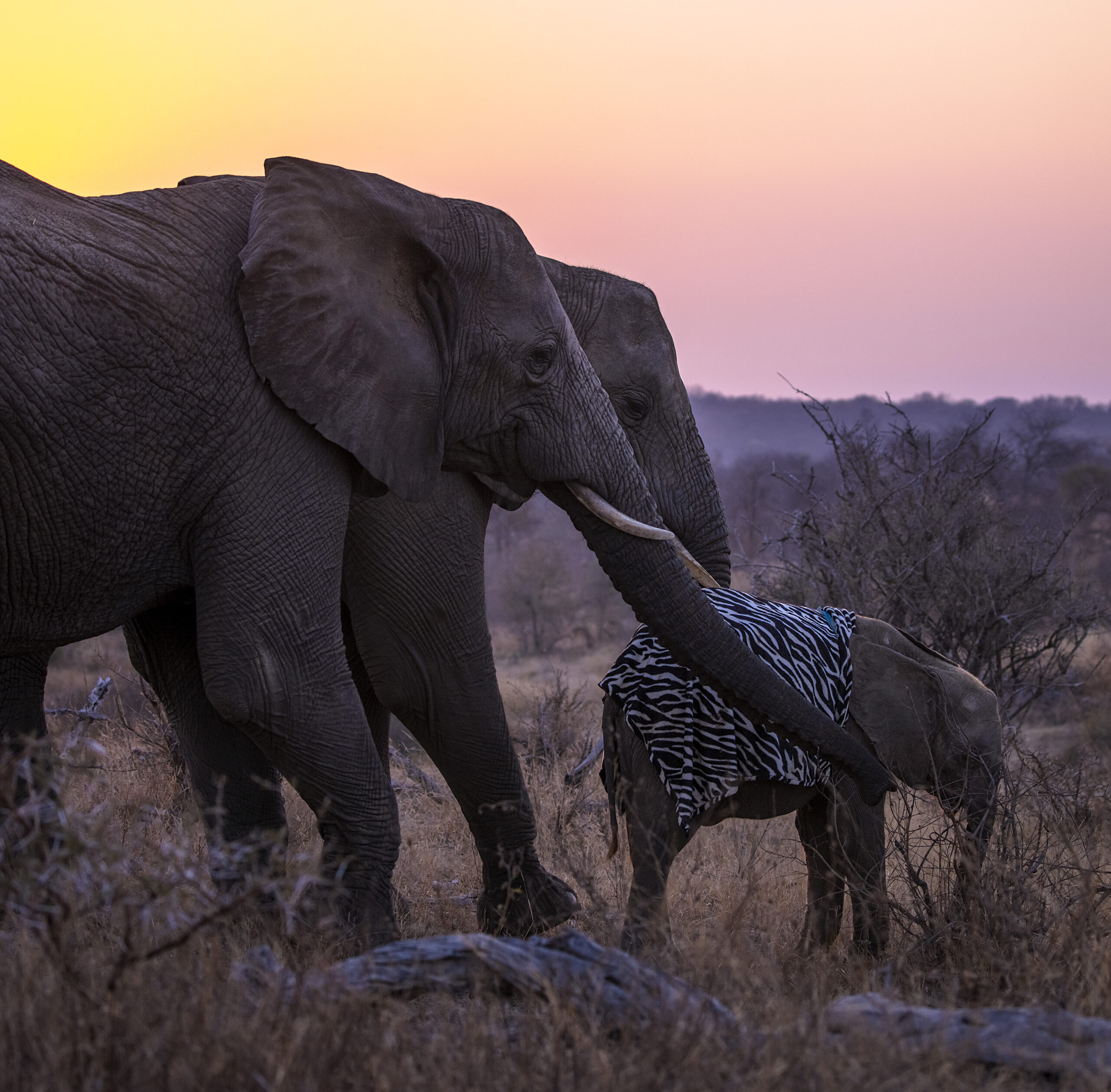 147. EI6A6213 by Simon Needham November 2021 Limpopo Kumbura Khanyisa
