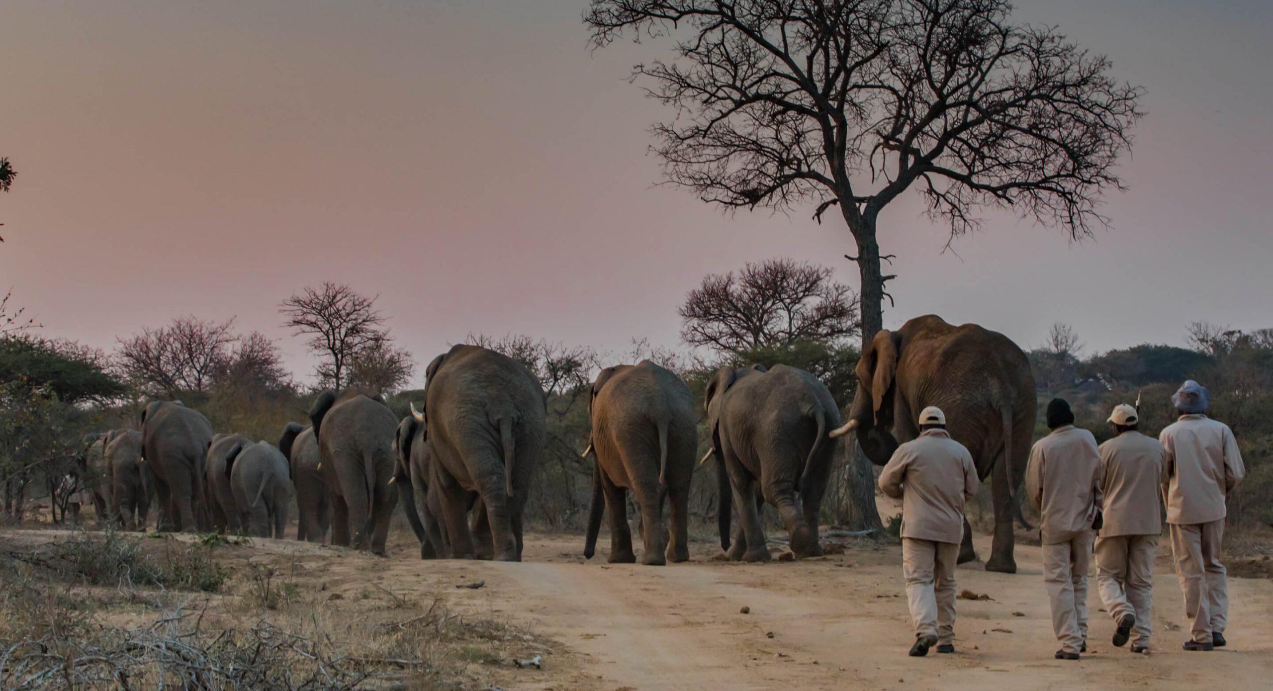 elephants-experience-banner-scaled